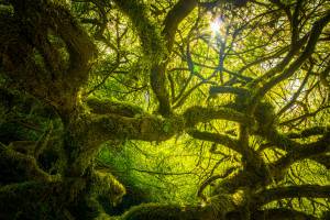 Kubota Garden Seattle Washington