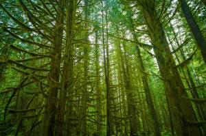 forest green Nature Olympic National Park Washington