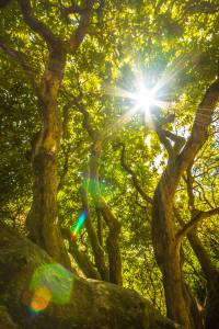 Kubota Garden Seattle Washington