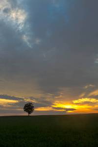 landscape Madison Nature Sunset Tree Wisconsin