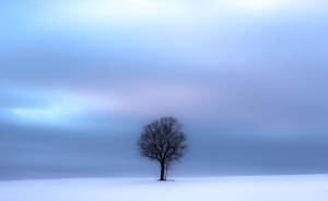 landscape Nature Snow Tree Wisconsin