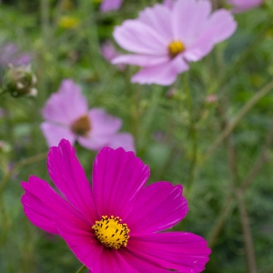 Flower Madison Nature Wisconsin