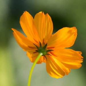 Flower Madison Nature Wisconsin
