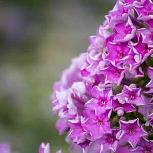 Flower Nature Wisconsin