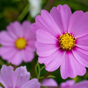Flower Madison Nature Wisconsin